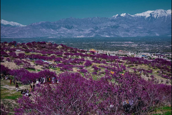 تپه‌های زیبای گلغندی در پروان افغانستان + عکس