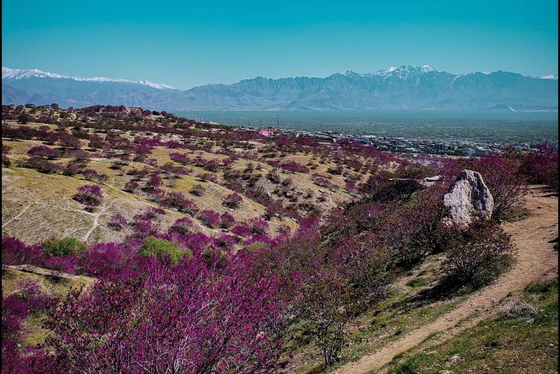 تپه‌های زیبای گلغندی در پروان افغانستان + عکس