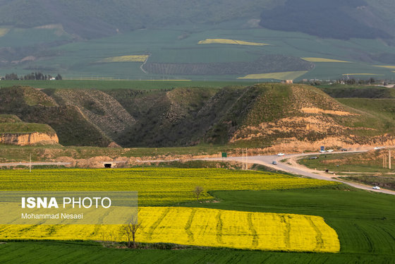 ایرانِ زیبا | «کلزای» بهاری در گلستان