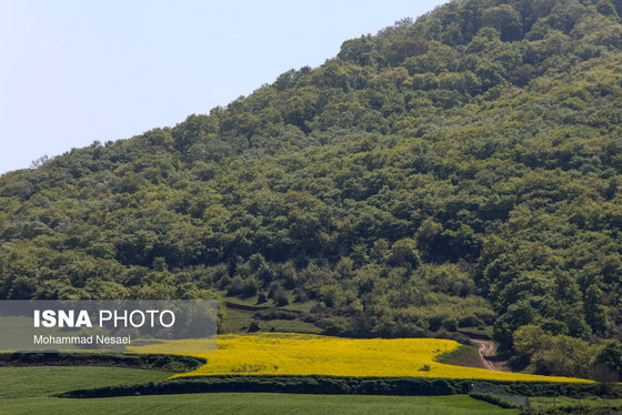 ایرانِ زیبا | «کلزای» بهاری در گلستان