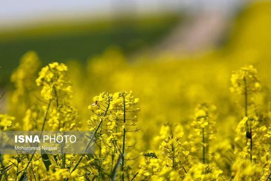 ایرانِ زیبا | «کلزای» بهاری در گلستان