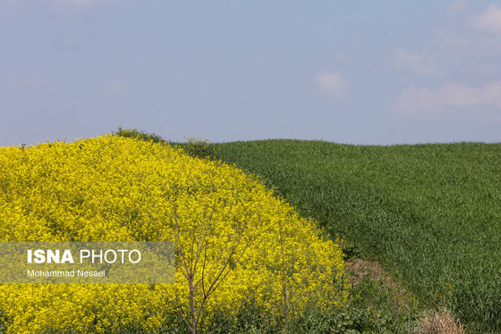 ایرانِ زیبا | «کلزای» بهاری در گلستان
