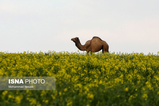 ایرانِ زیبا | «کلزای» بهاری در گلستان