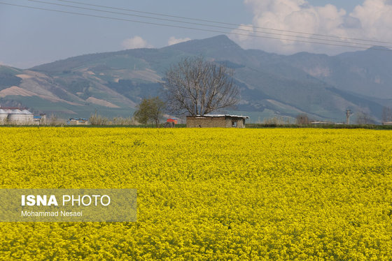 ایرانِ زیبا | «کلزای» بهاری در گلستان
