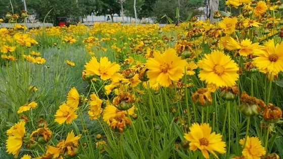 شهروند خبرنگار | طراوت گل های بهاری، پس از باران در مشهد