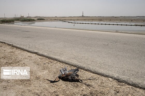 روزهای سخت تالاب هورالعظیم + عکس