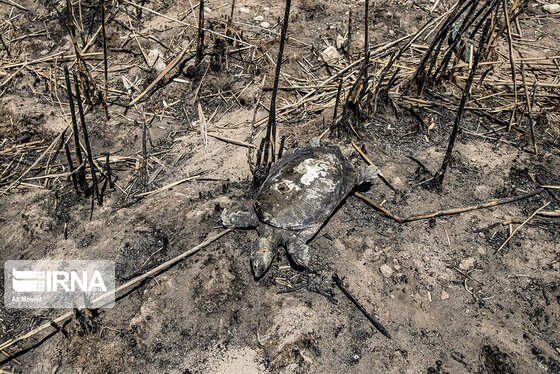 روزهای سخت تالاب هورالعظیم + عکس