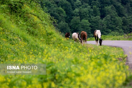 ایران زیباست | بره سر