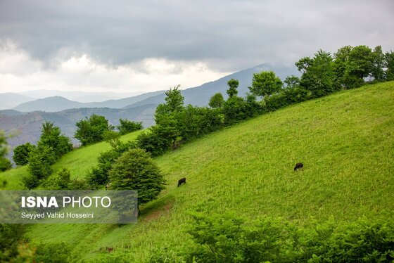 ایران زیباست | بره سر