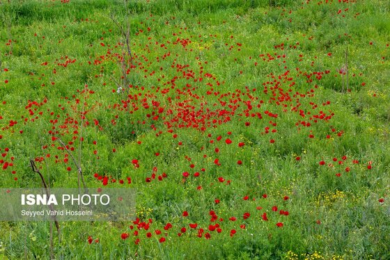 ایران زیباست | بره سر