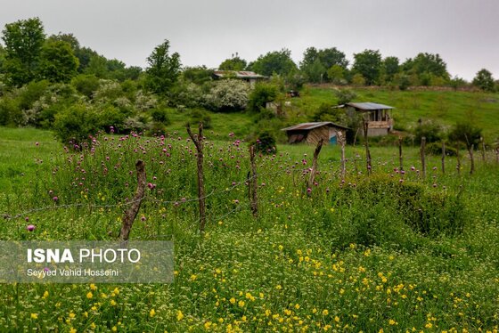 ایران زیباست | بره سر