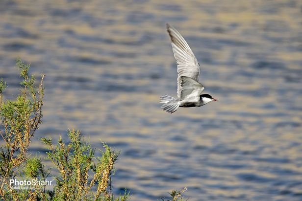 میهمانان زمستانی کشف رود