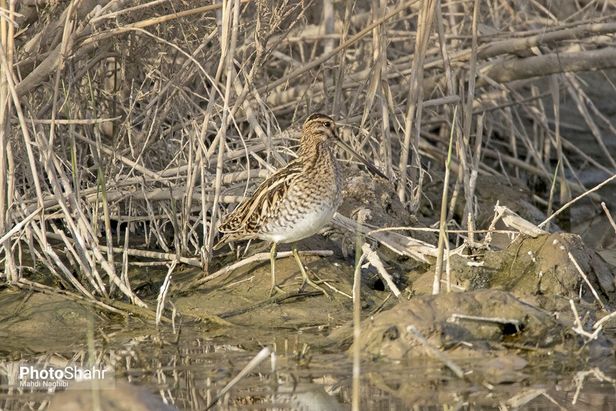 میهمانان زمستانی کشف رود