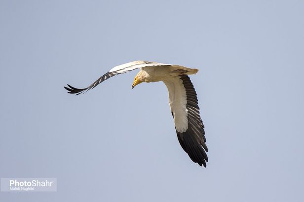 میهمانان زمستانی کشف رود