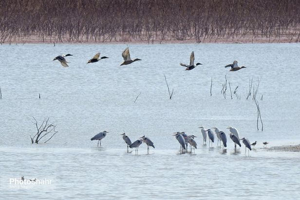 میهمانان زمستانی کشف رود