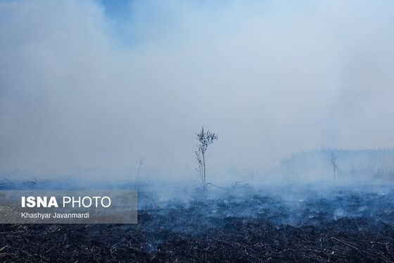 آتش سوزی تالاب انزلی اطفا شد + تصاویر