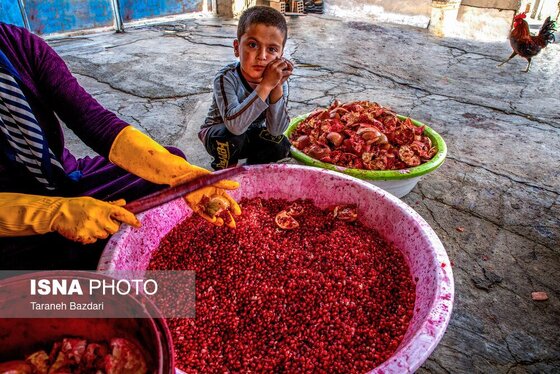 ایران زیباست | برداشت انار در لرستان