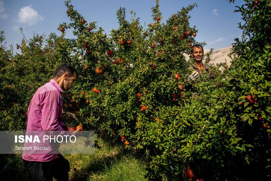 ایران زیباست | برداشت انار در لرستان