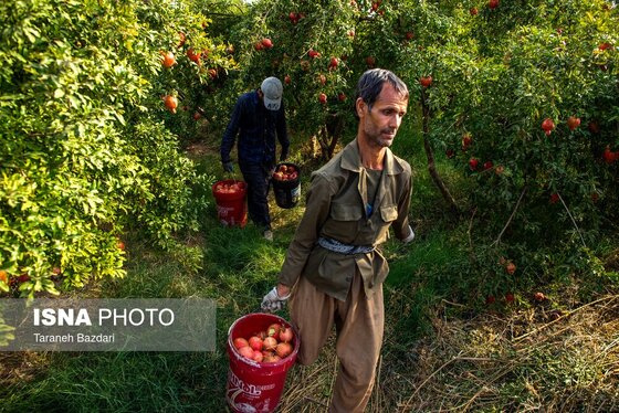 ایران زیباست | برداشت انار در لرستان