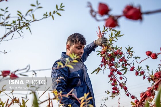 ایران زیباست | برداشت چای ترش در شهرستان کارون