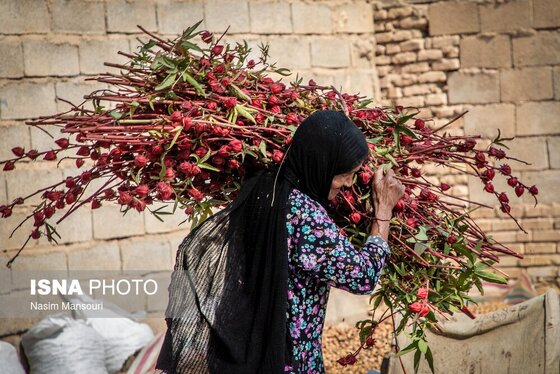 ایران زیباست | برداشت چای ترش در شهرستان کارون