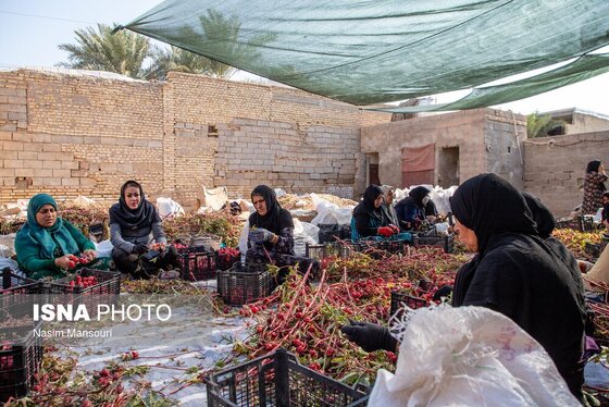 ایران زیباست | برداشت چای ترش در شهرستان کارون