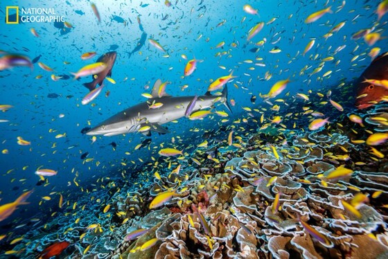 تصاویر منتخب نشنال جئوگرافیک در سال ۲۰۲۲