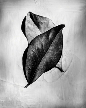 تصاویر برگزیده در مسابقات عکاسی سیاه‌وسفید ۲۰۲۴ | قدم به دنیای سایه‌ها