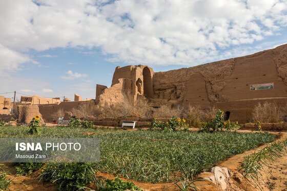 ایران زیباست |  کاشت گل نرگس در یزد