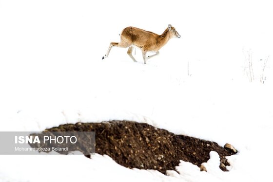 ایران زیباست | سفر قوچ‌ها و میش‌ها در میان رشته کوههای البرز