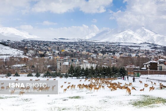 ایران زیباست | سفر قوچ‌ها و میش‌ها در میان رشته کوههای البرز