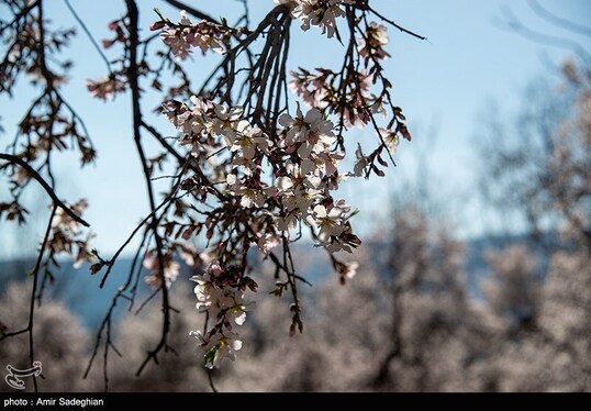 ایران زیباست | اندک اندک می‌رسد اینک بهار
