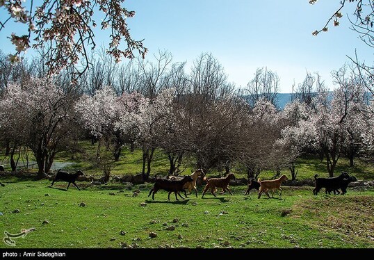 ایران زیباست | اندک اندک می‌رسد اینک بهار