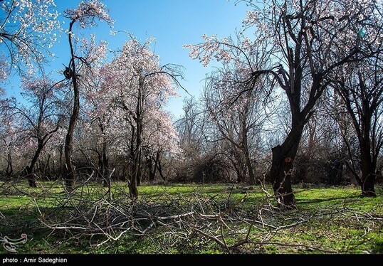 ایران زیباست | اندک اندک می‌رسد اینک بهار
