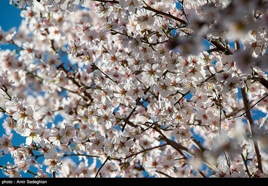 ایران زیباست | اندک اندک می‌رسد اینک بهار