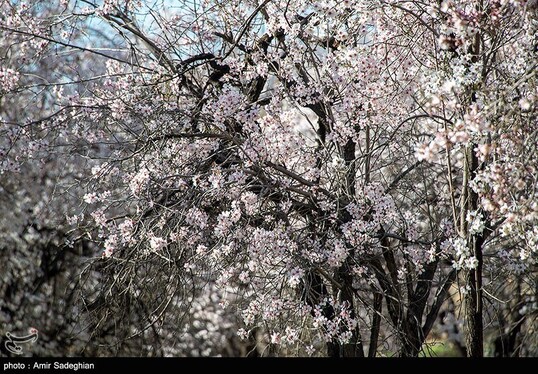 ایران زیباست | اندک اندک می‌رسد اینک بهار