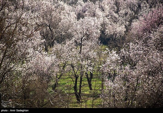 ایران زیباست | اندک اندک می‌رسد اینک بهار