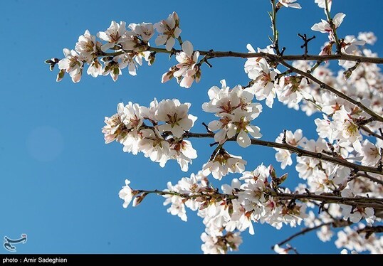 ایران زیباست | اندک اندک می‌رسد اینک بهار