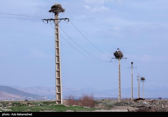 ایران زیباست | همزیستی لک لک‌ها در روستای کپر جودکی بروجرد با مردم روستا