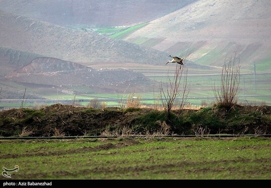 ایران زیباست | همزیستی لک لک‌ها در روستای کپر جودکی بروجرد با مردم روستا