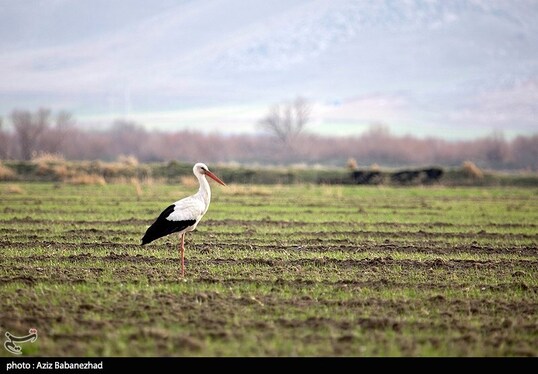 ایران زیباست | همزیستی لک لک‌ها در روستای کپر جودکی بروجرد با مردم روستا