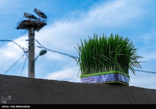 ایران زیباست | همزیستی لک لک‌ها در روستای کپر جودکی بروجرد با مردم روستا