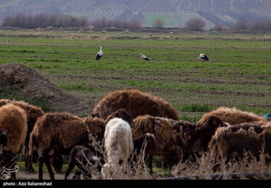 ایران زیباست | همزیستی لک لک‌ها در روستای کپر جودکی بروجرد با مردم روستا