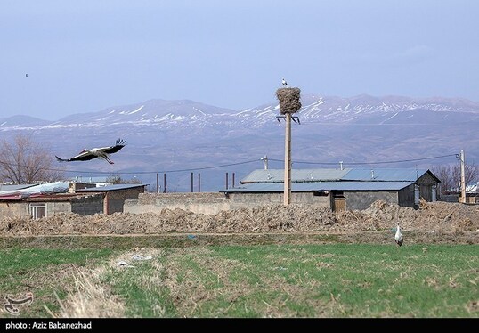 ایران زیباست | همزیستی لک لک‌ها در روستای کپر جودکی بروجرد با مردم روستا