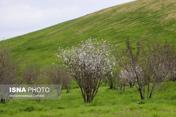 ایران زیباست | زمستان بَهاری در فارس