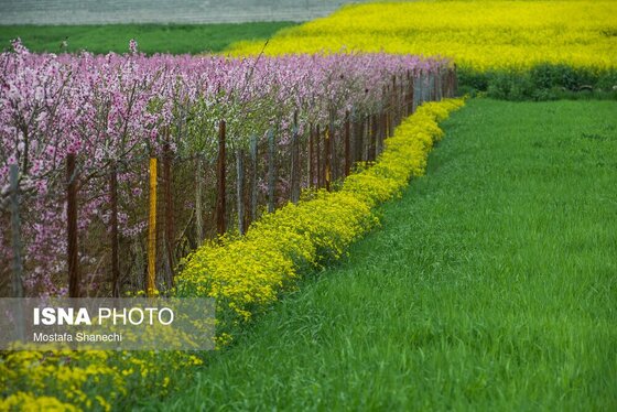 ایران زیباست | طبیعت بهاری روستاهای اطراف ساری