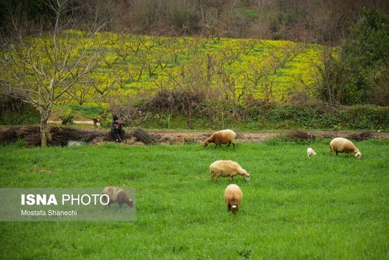 ایران زیباست | طبیعت بهاری روستاهای اطراف ساری