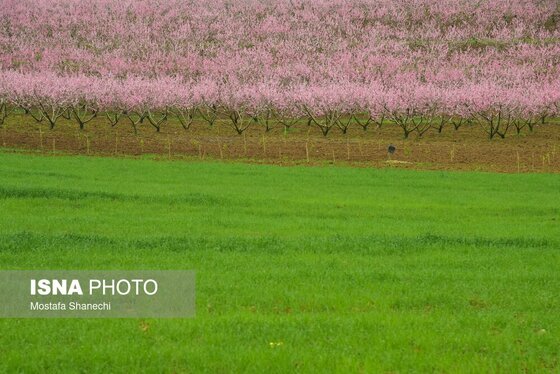 ایران زیباست | طبیعت بهاری روستاهای اطراف ساری