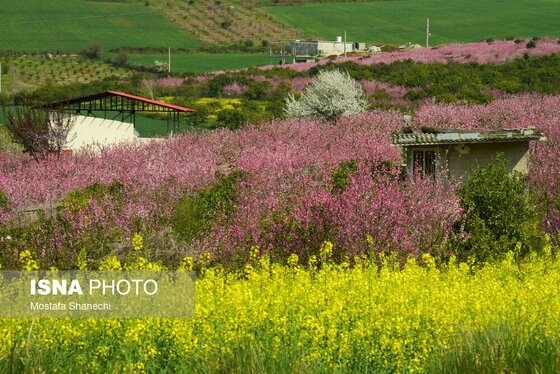 ایران زیباست | طبیعت بهاری روستاهای اطراف ساری
