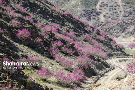 ایران زیباست | «ارغوان» پنجه‌ی خونین زمین